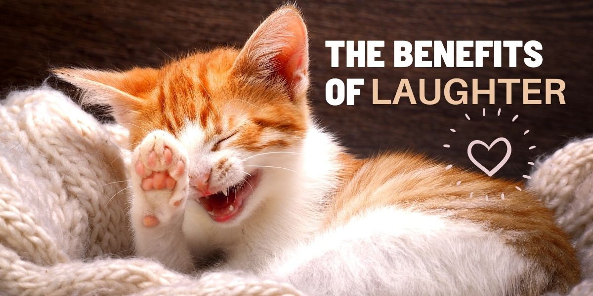 the benefits of laughter laughing cat